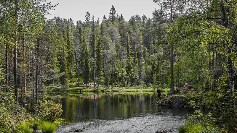 Hossa-national-park campwire
