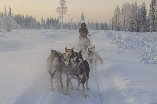 husky_safari
