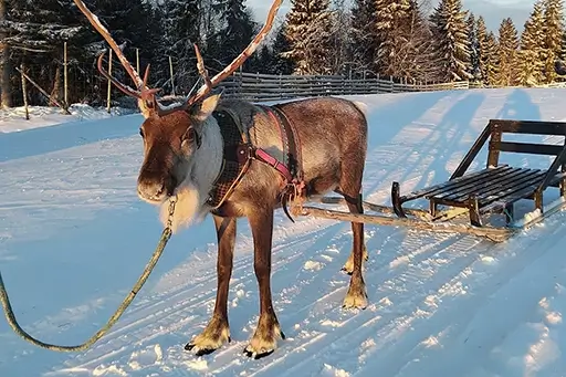 reindeer reindeer